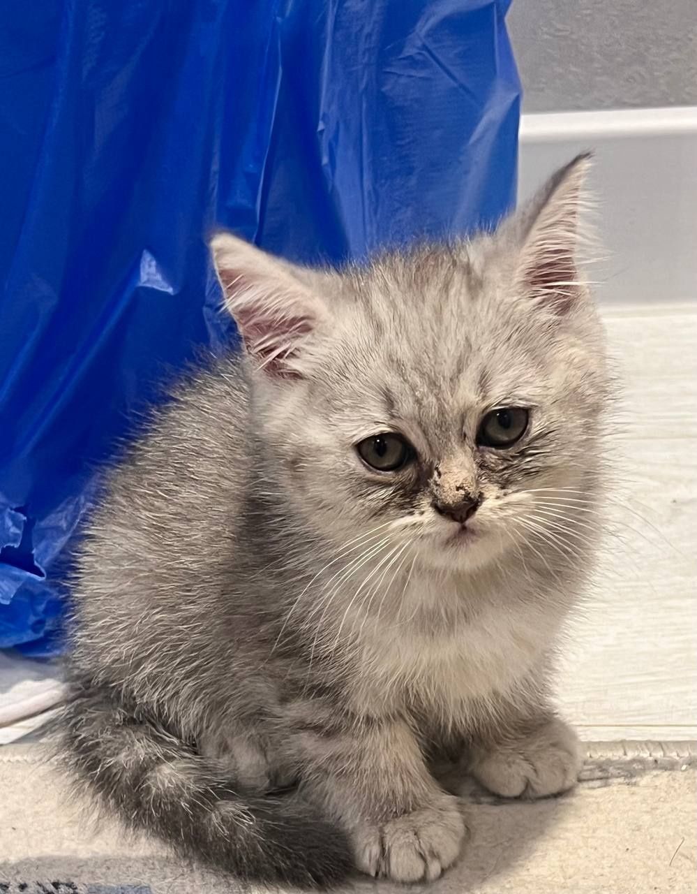 Котята Скотиш Страйт