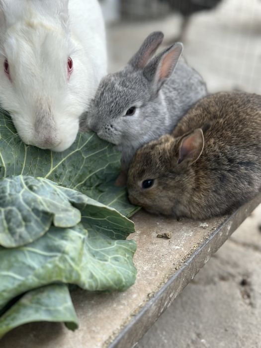 Quyonchalar sotiladi