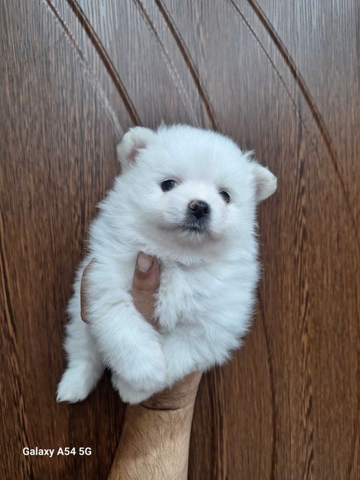 Малки бели Померани