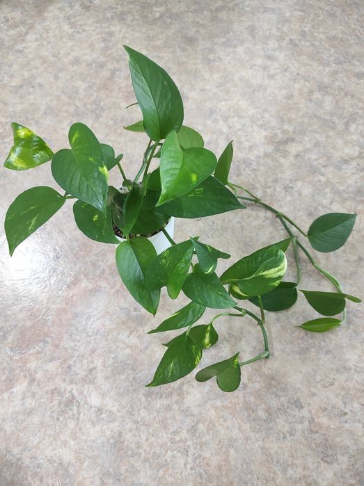 Эпипремнум золотистый (взрослое растение)