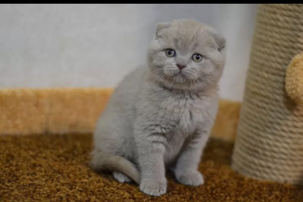 Scottish fold liliac