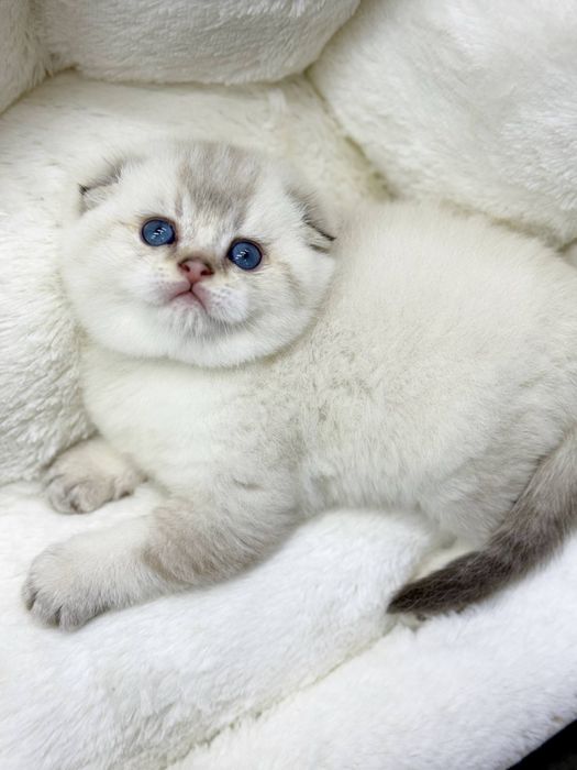 Шотландская скоттиш фолд