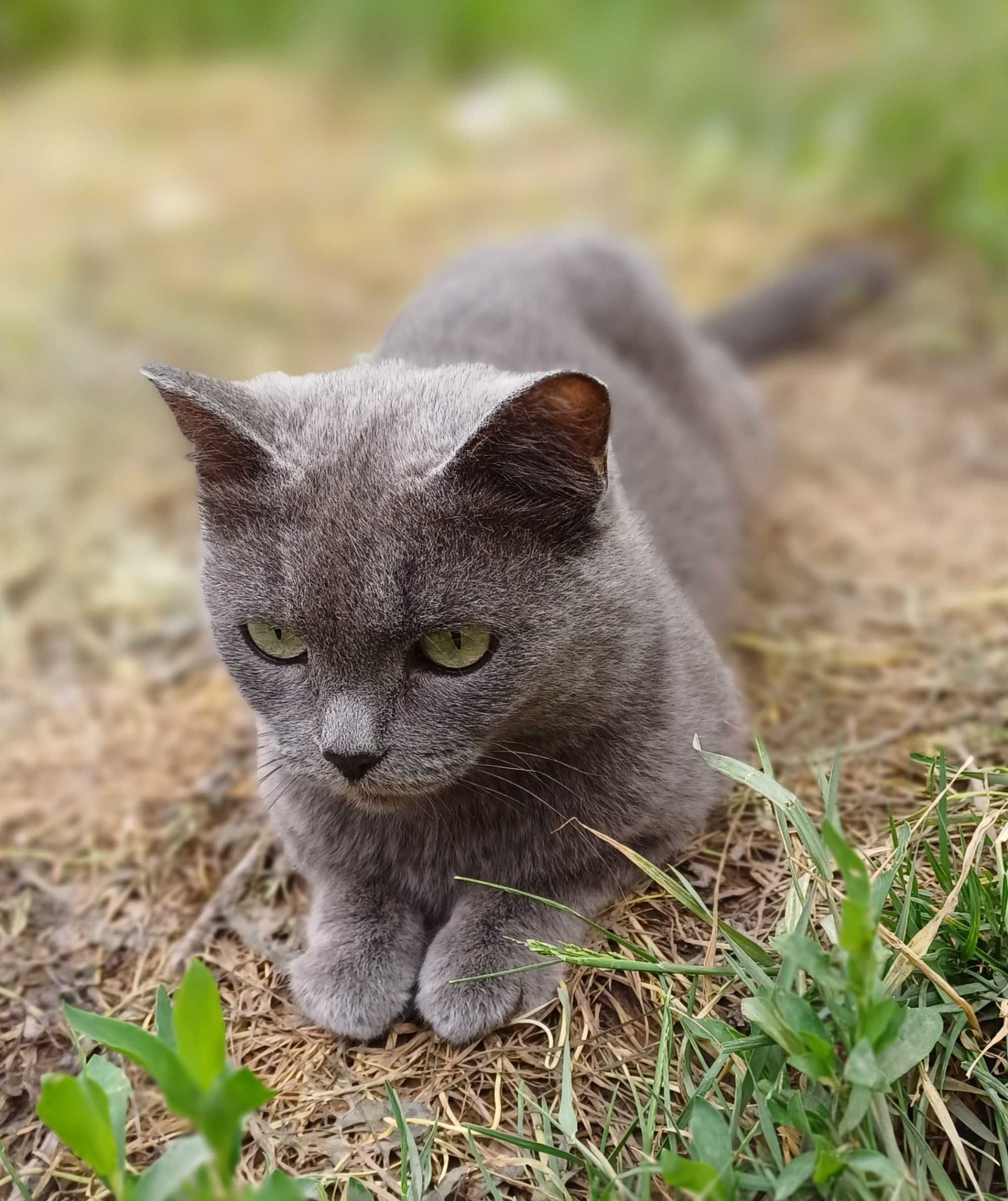 Кошечка Грея ищет самых добрых и ответственных котородителей