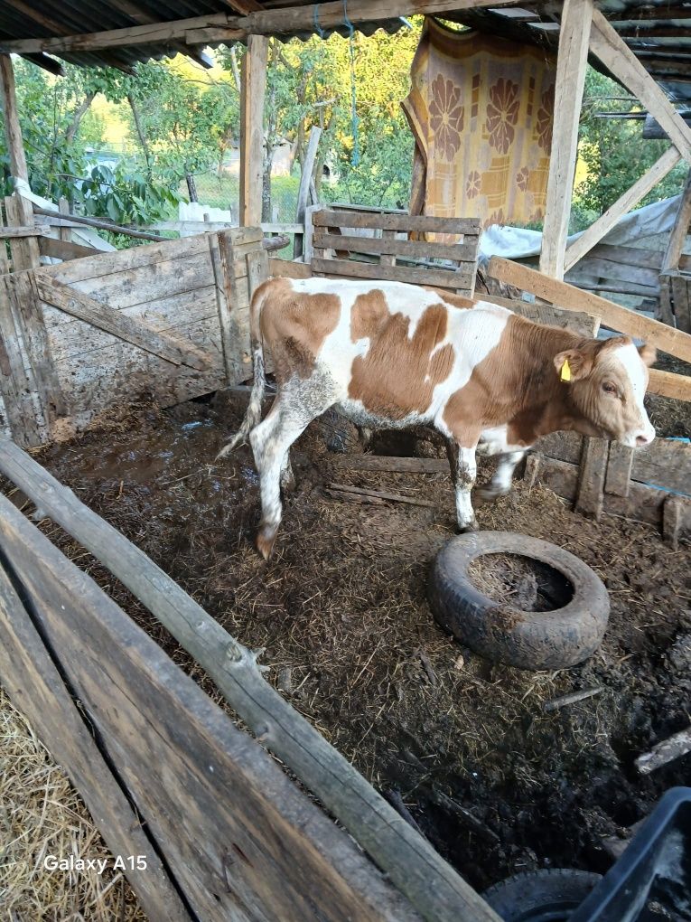Tauras vitel vitei