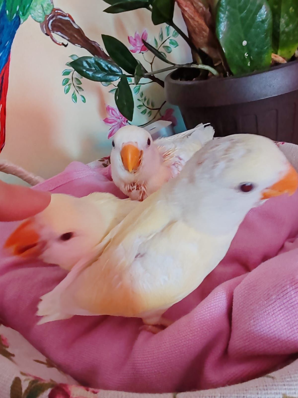 Papagali agapornis , blanzi, crescuti la mana