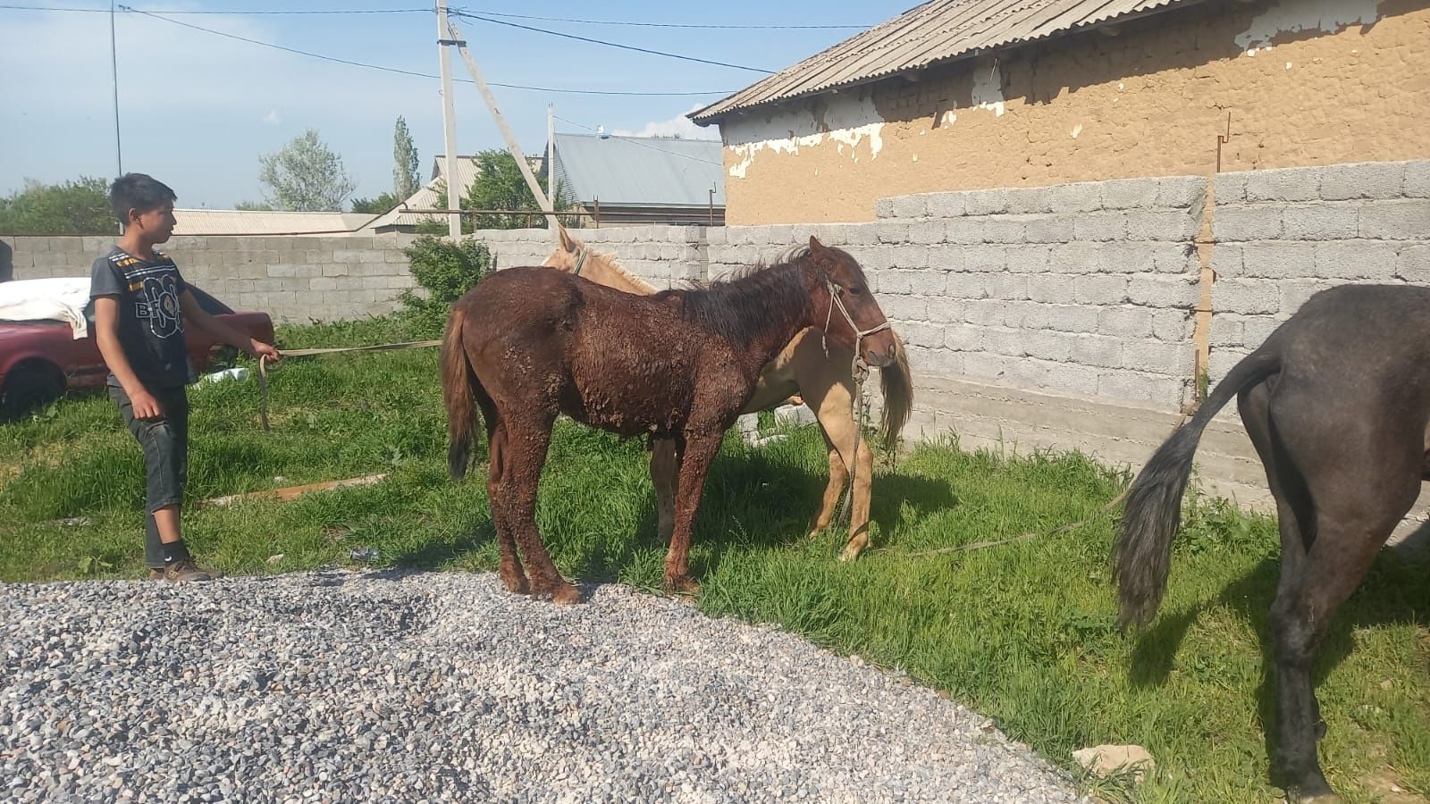 Жылкылар сатылады