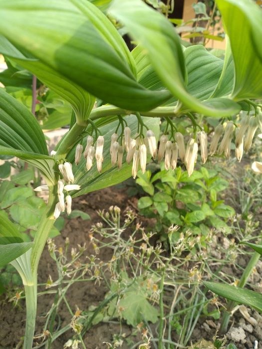 Камеб ва кадимий ландыш гул нихоллари сотилади