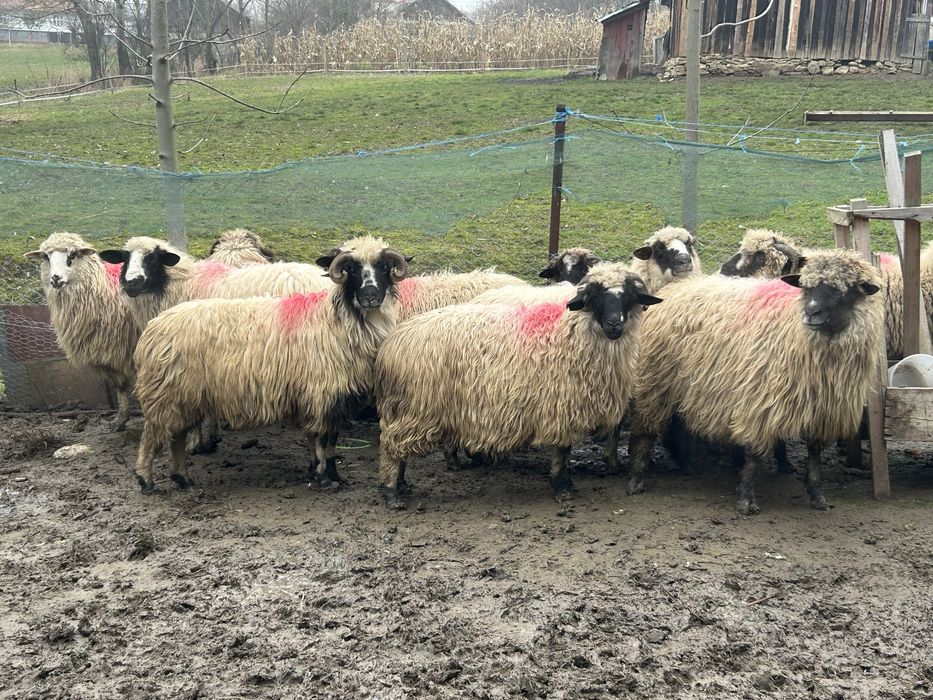 Oi tinere turcane breze ofer transport!