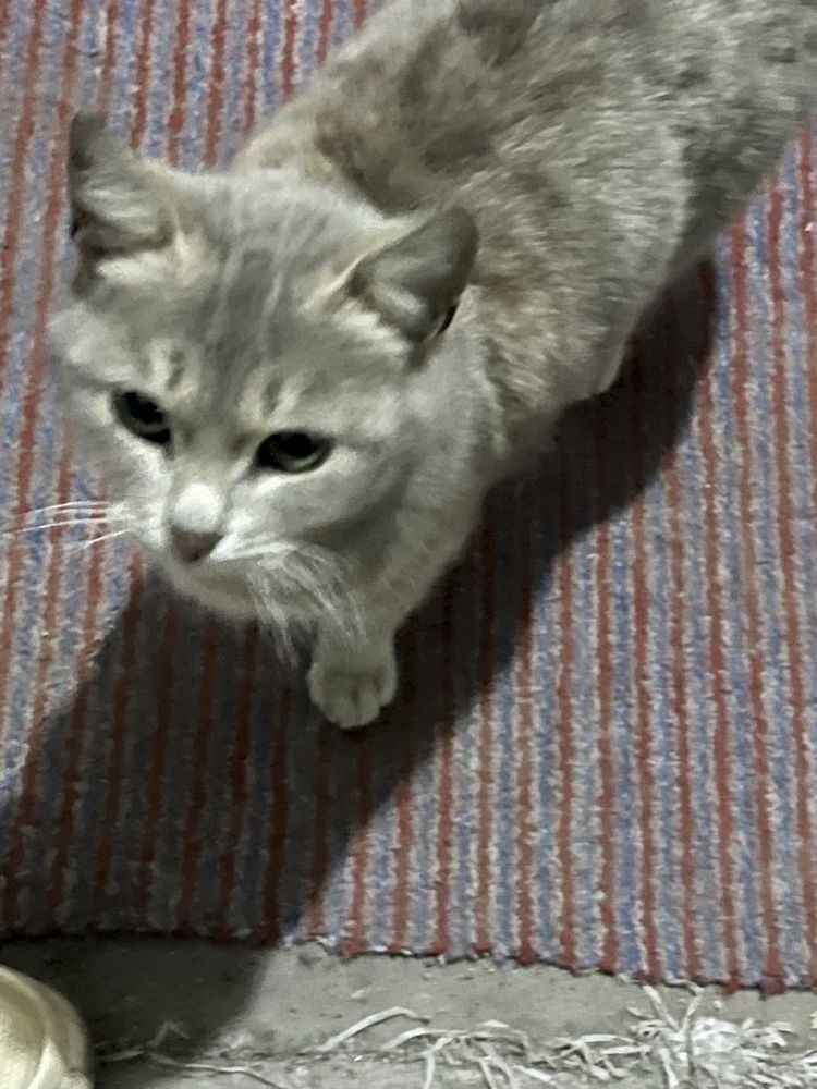 Котенок бесплатно даром