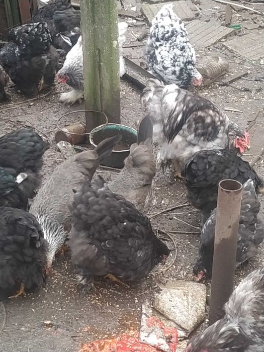 Кохин черен ,син и мраморен