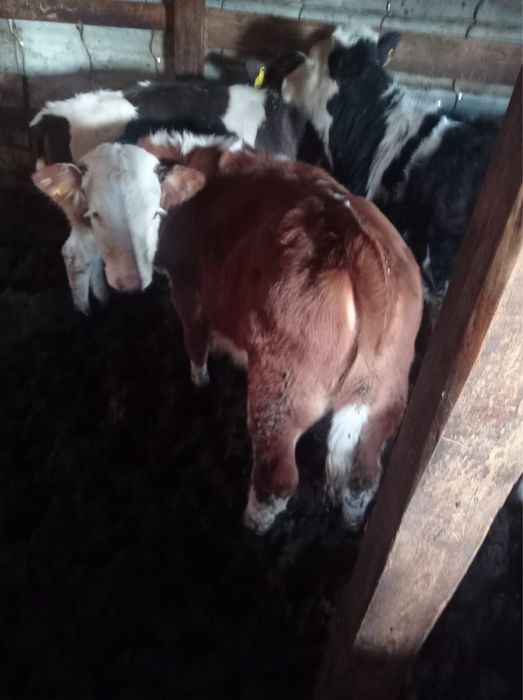 Телки 8-10 месяцев обмен на баранов