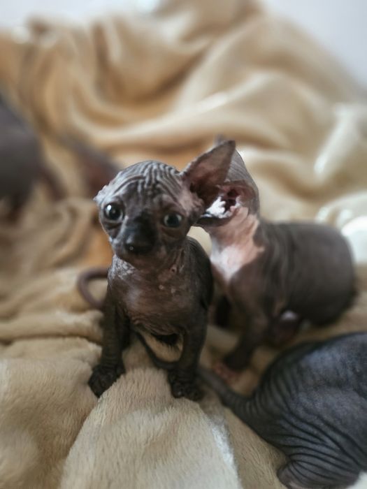 Pisoiasi sphynx deosebiti