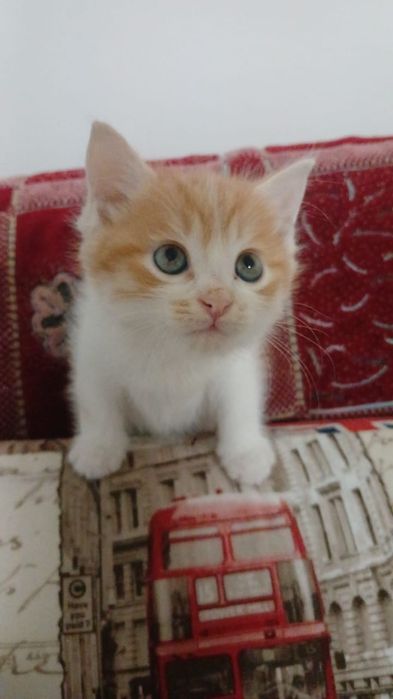 Щенята и КотЯта  ждут любящих и ответственых хозяев