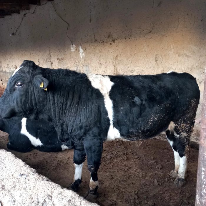 Буқалар сатылады екы бас