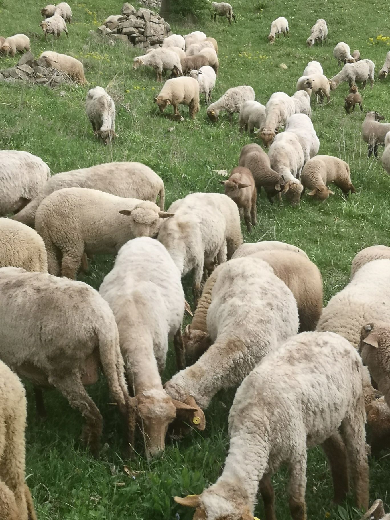 Vind 100 de oi tigaie roși și bucalaie oile e oile sunt tinere.Tf. 074