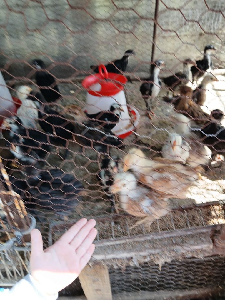Pui australorp și de casă de vânzare