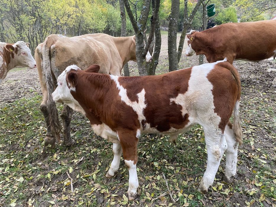 Vand vitel si juninca