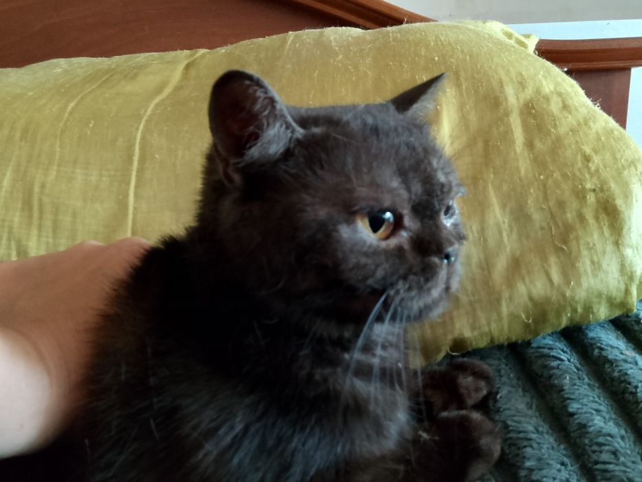 Срочно отдам.кошечку британку