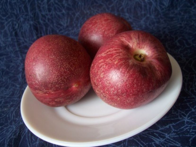 Nectarine Sanguine d' Auvergne