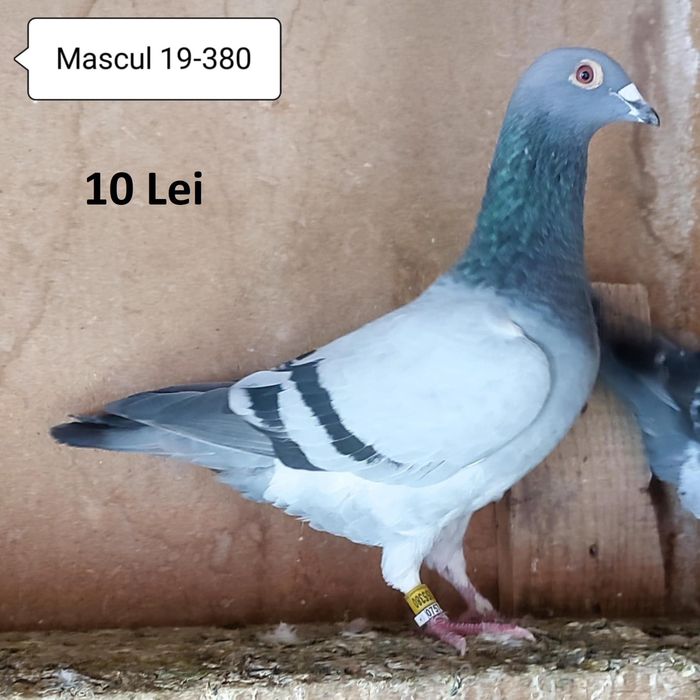 Porumbei voiajori de vanzare