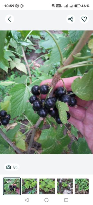 В продаже местные саженцы  душистый смородины для осенний посадки.