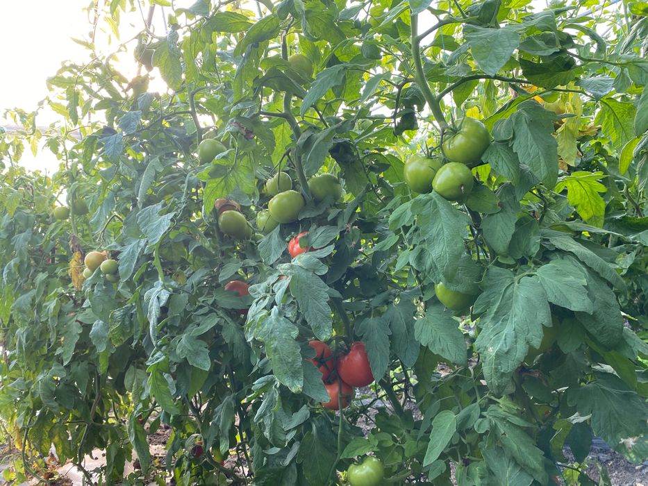 Gogonele pentru murat