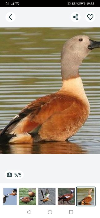 VÂND o pereche califari plus o femela