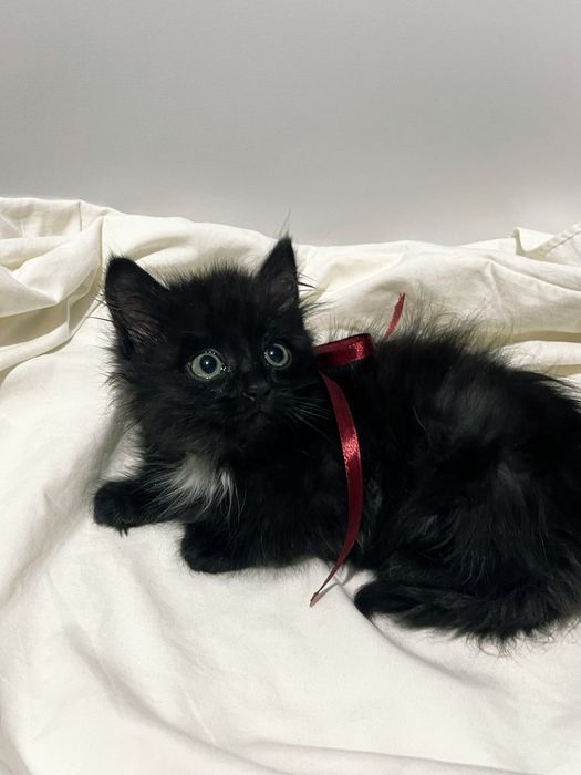 Котёнок в добрые руки !