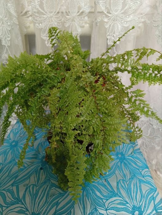 Папоротник комнатное растение