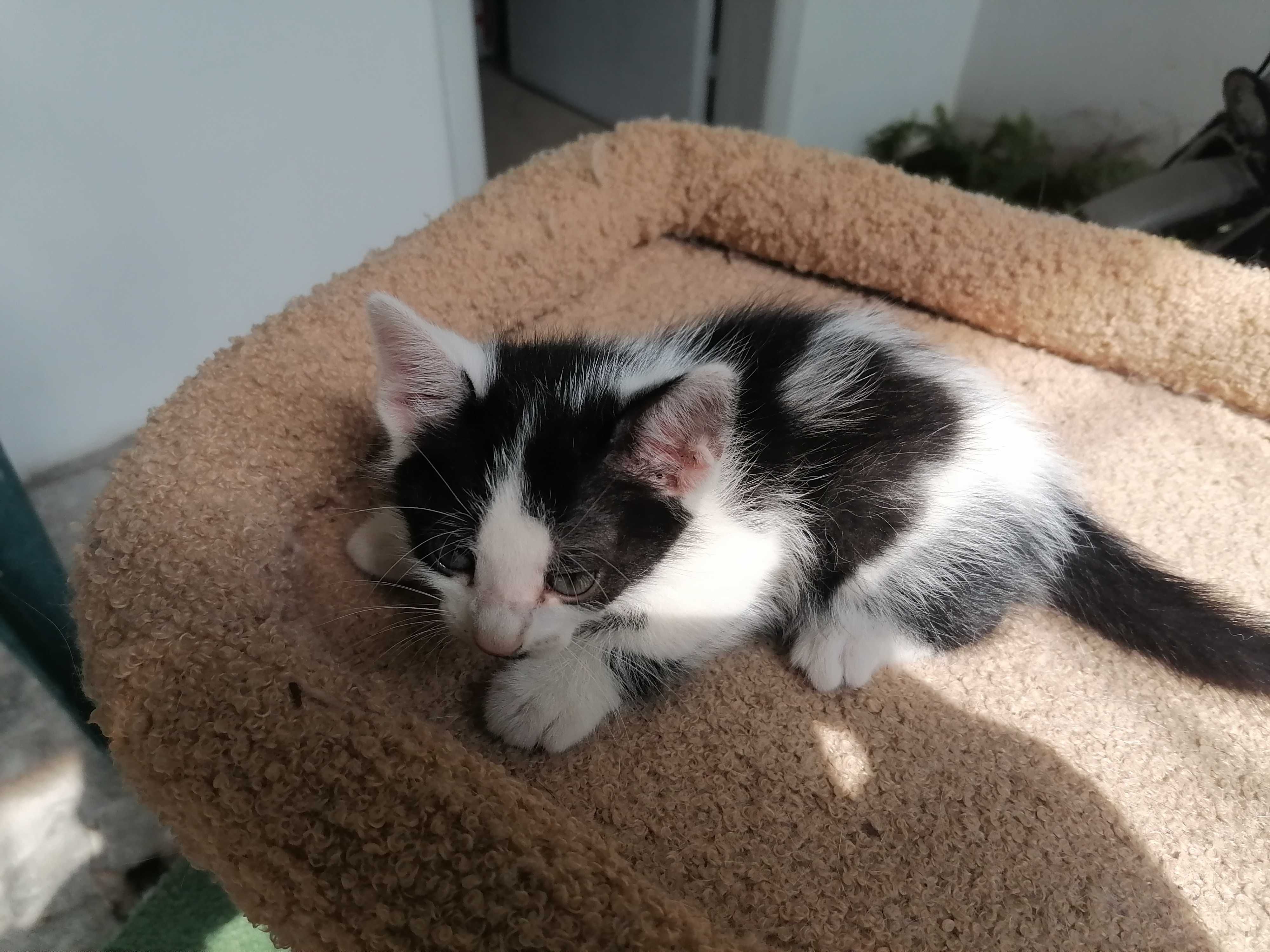 Подарявам котенца
