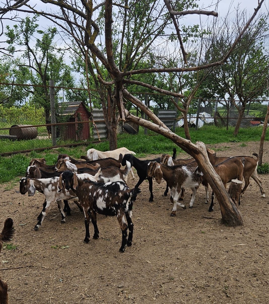 Iezi anglonubieni