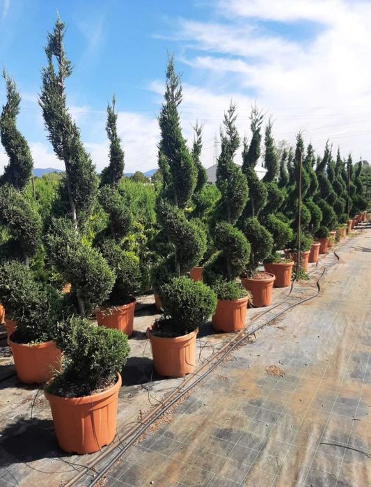 Vand tuia, brazi, plante ornamentale, tuia glob, ienupar tarator, Tei