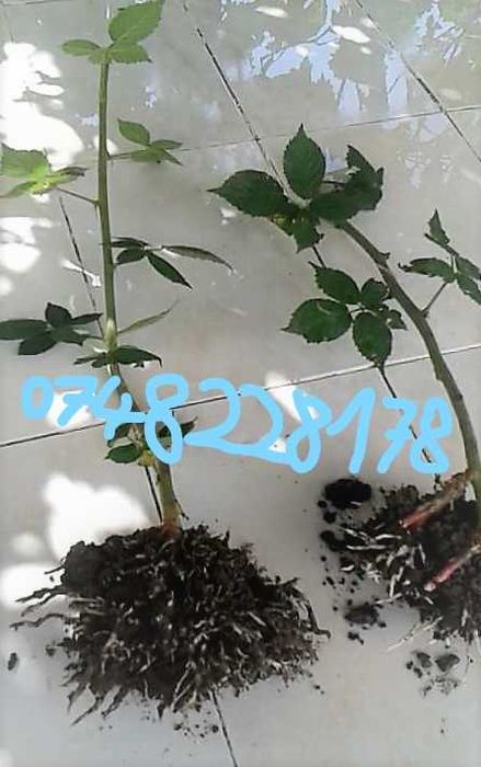 Stoloni Capsuni Clery Joly Vibrant Remontante Butasi MUR Smochin Agris