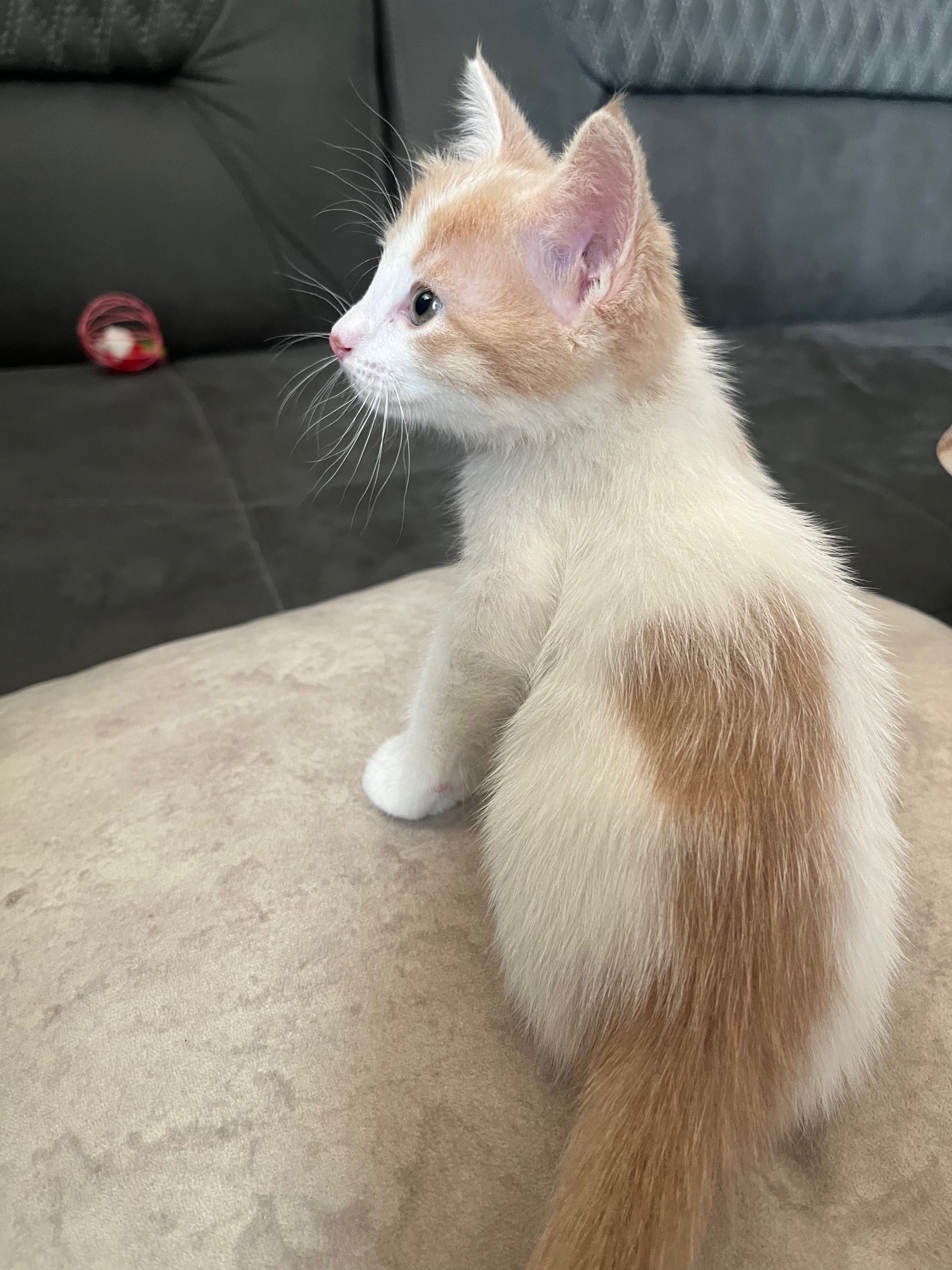 Котёнок в добрые руки ( мальчик)