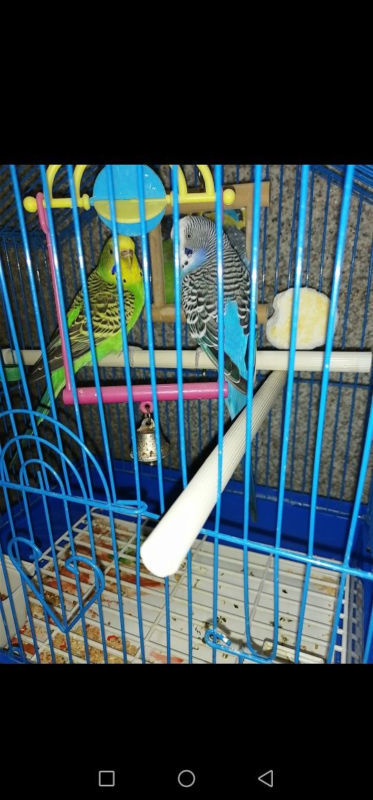 Два попугая волнистых с клеткой