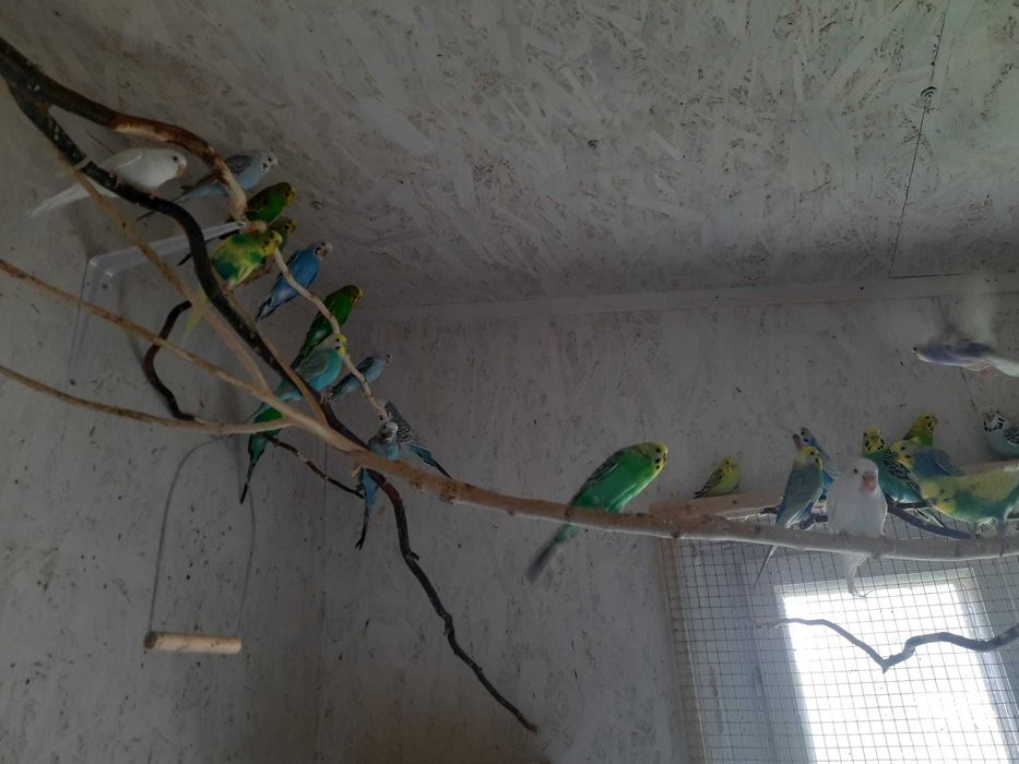 Papagali perusi din mini-voliera