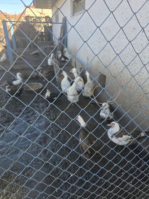 Продам уток 8- месяцев