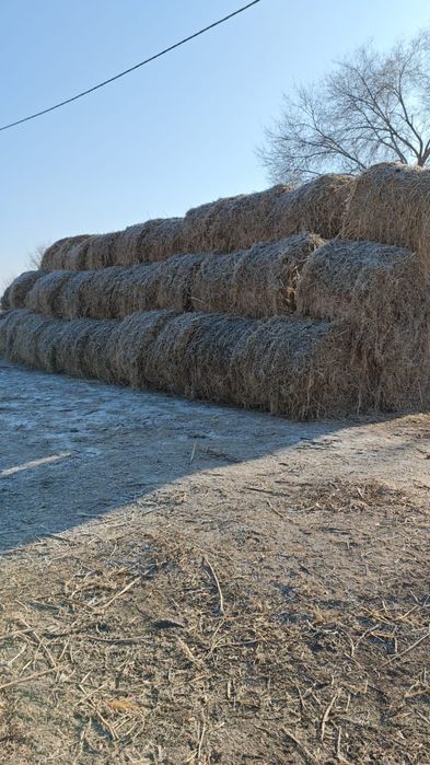 Соянын шобы сатылымда!!!