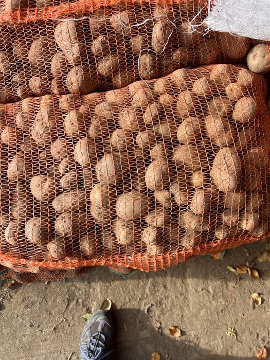 Cartofi animale cu samanta amestecati