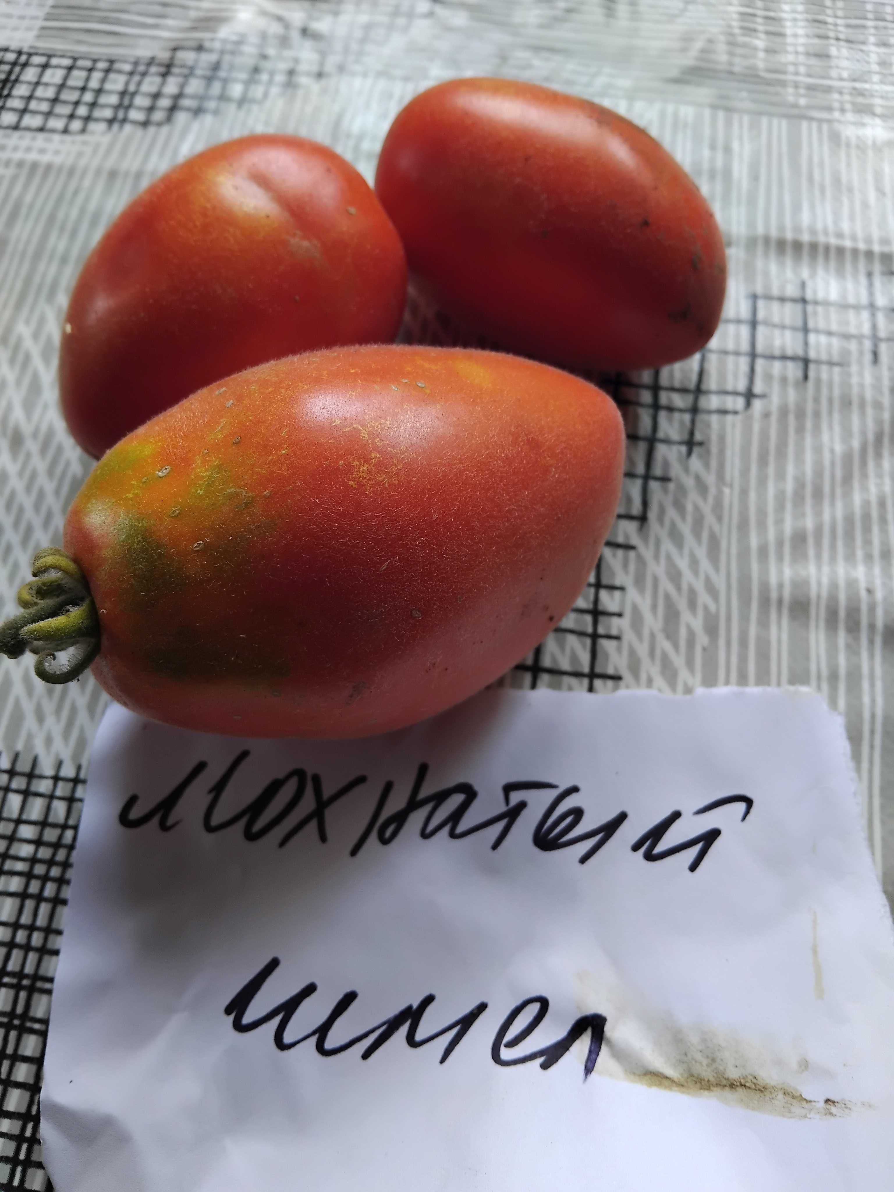 Продавам семена за домати