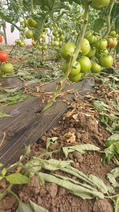 Rosii pentru consum, bulion, etc.