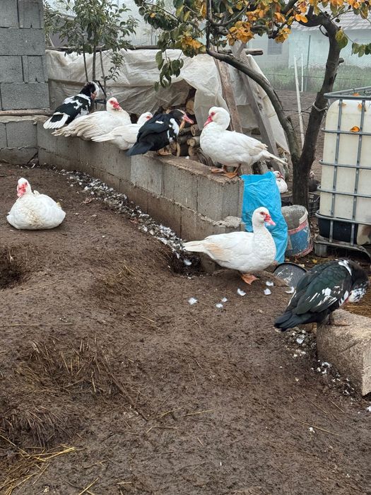 Vand rate mute crescute bio