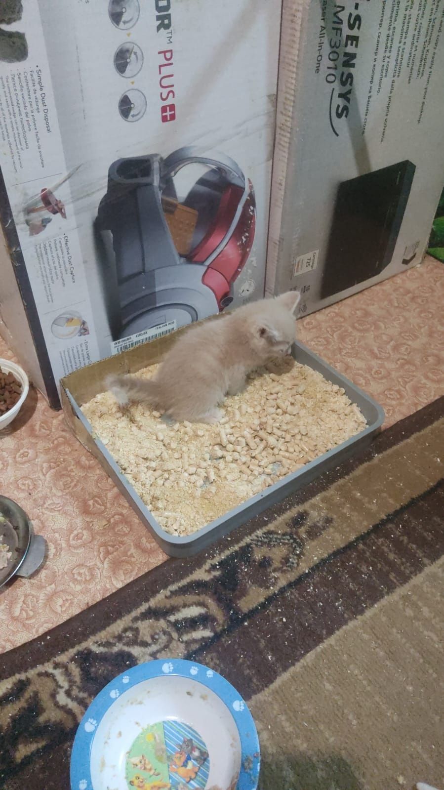 Милые котята в добрые руки
