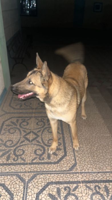 Бельгийская овчарка малинуа