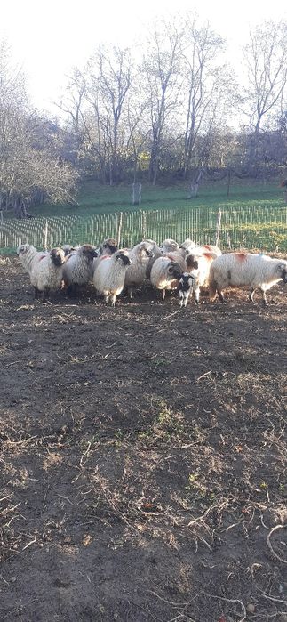 Oi turcane de vanzare