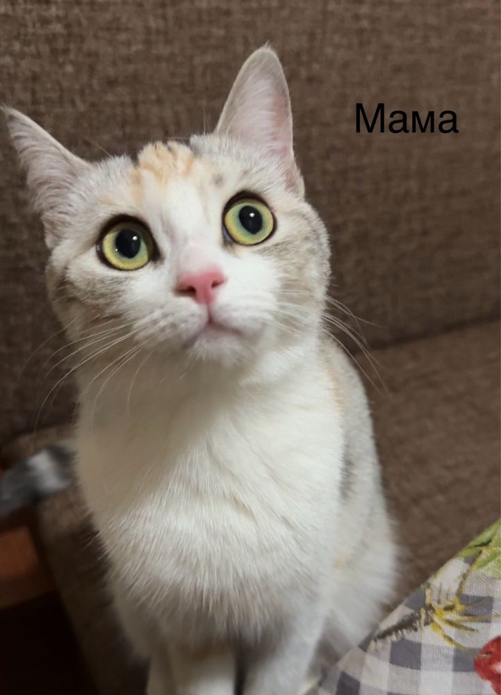 Котята шиншиллы