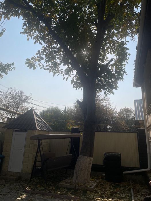 Дерево Орех,20 лет