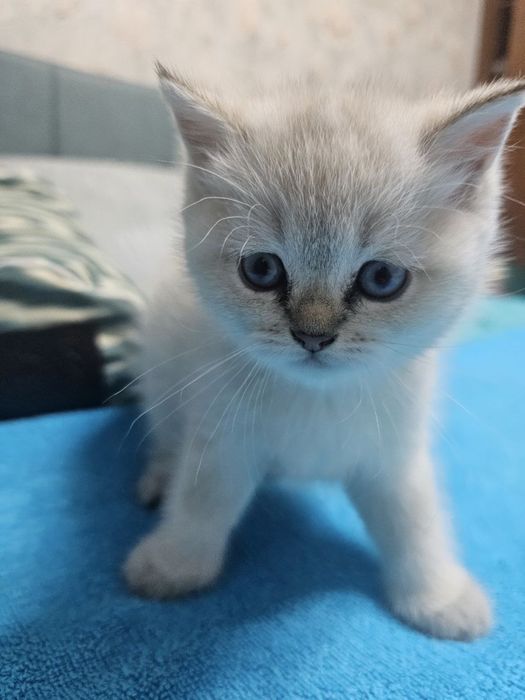 Scottish fold, Scottish straight