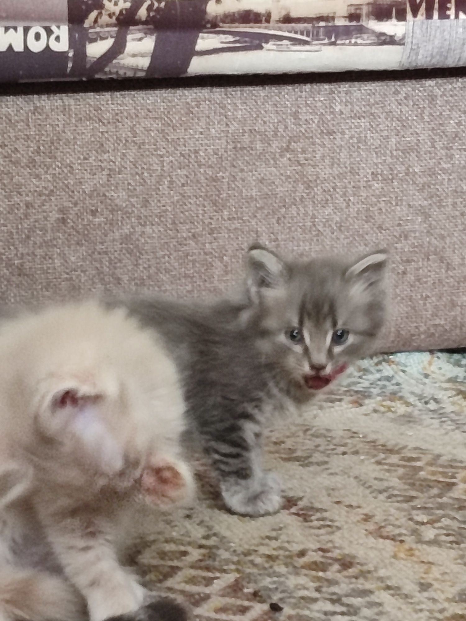 Продаются котята