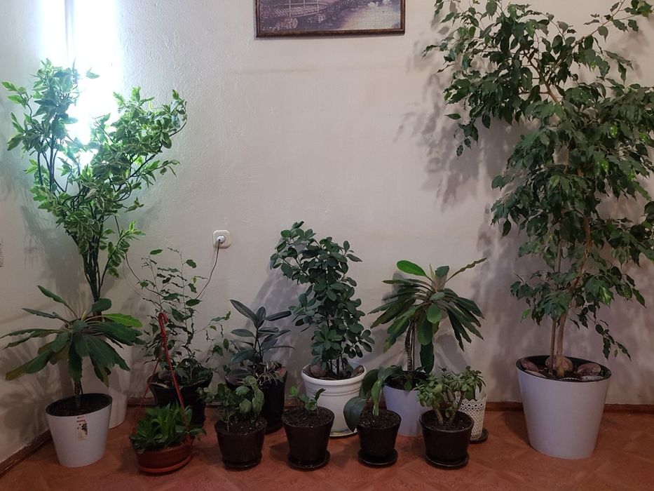 Комнатные растения